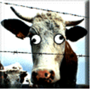 Mad Cow