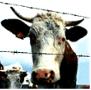 Normal Cow